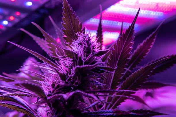 purple cannabis