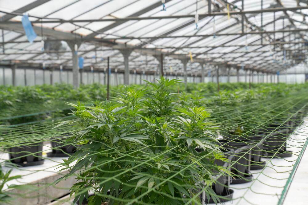 Cultivo cannabis greenhouse