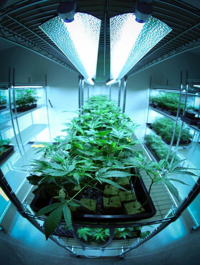 Cultivo cannabis indoor