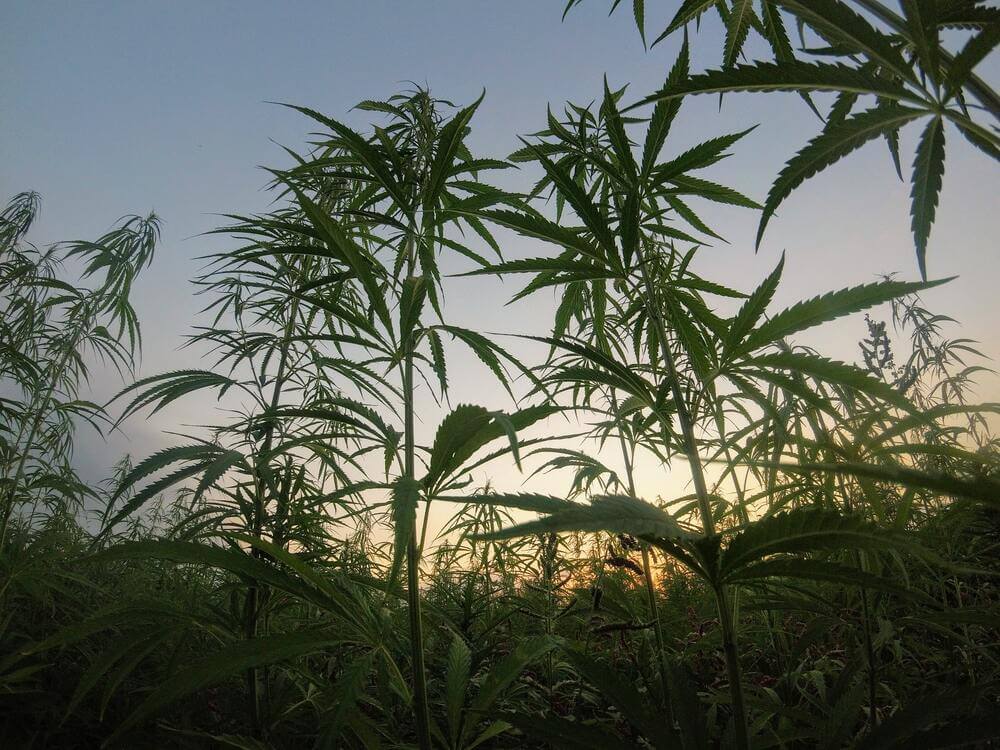 Cultivo cannabis outdoor