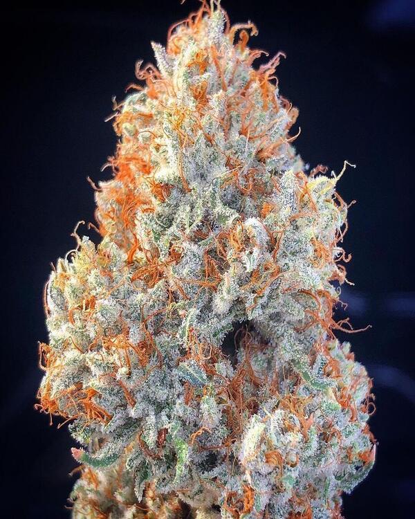 ¿Qué son los terpenos?