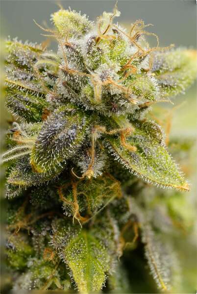 Flor CBD terpeno