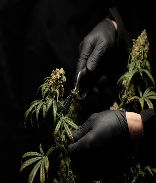 ¿Es legal plantar cáñamo en España?
