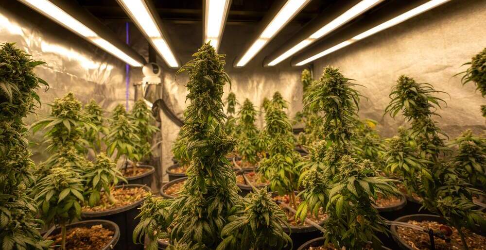 Plantación cannabis Suiza