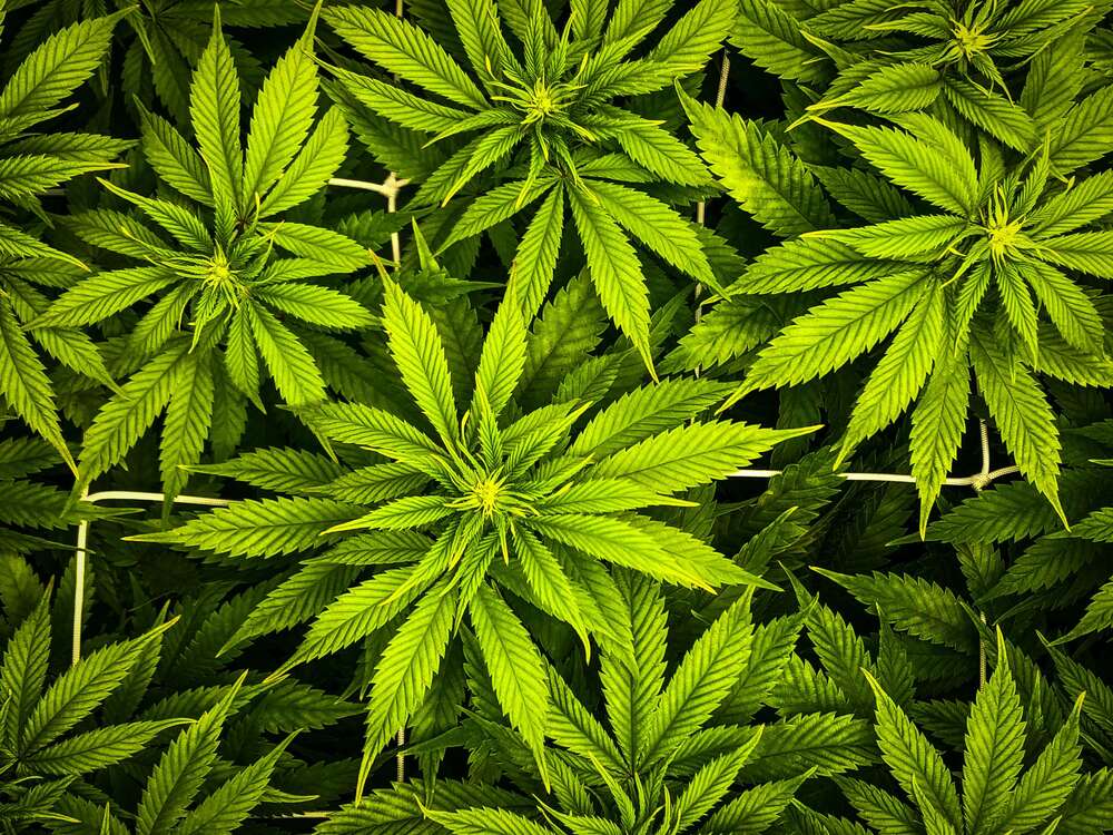 Plantación cannabis