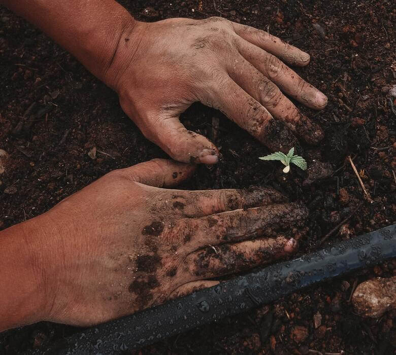 Plantación cannabis outdoor, indoor y greenhouse