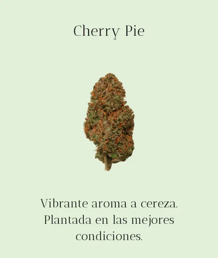 Cherry Pie CBD
