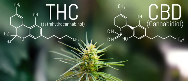 Diferencias THC y CBD